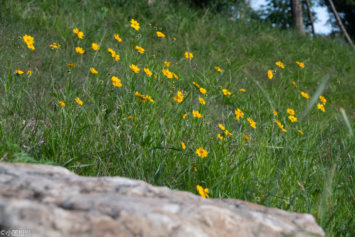 花卉摄影:剑叶金鸡菊,外表小清新,实则霸王花