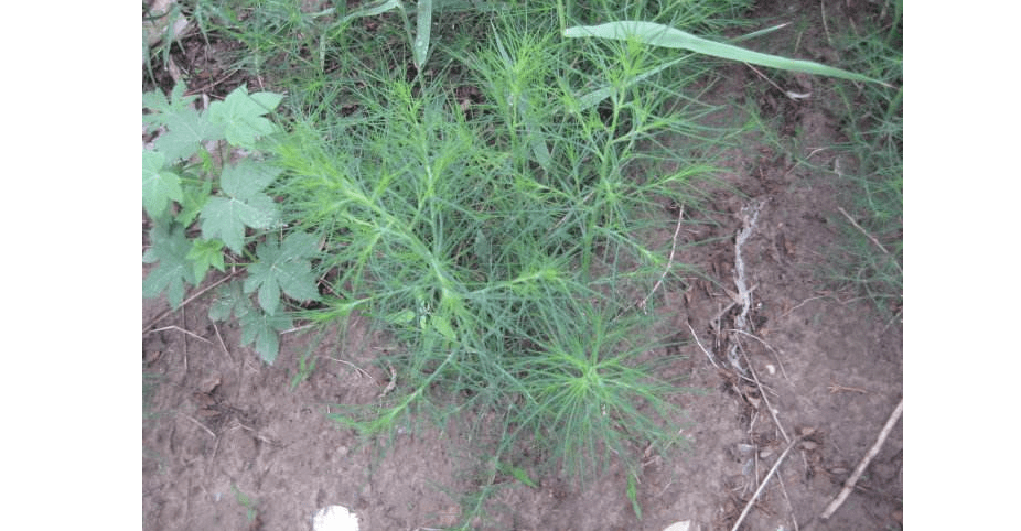 为什么这种野菜可以人吃还能入药?