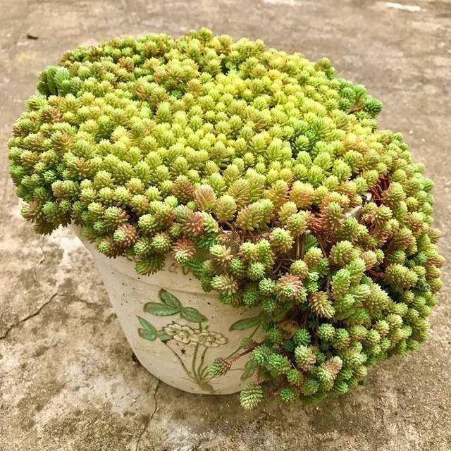 相见恨晚的"多肉爆盆法",挑个心,切一刀,新芽多到溢出盆_手机搜狐网