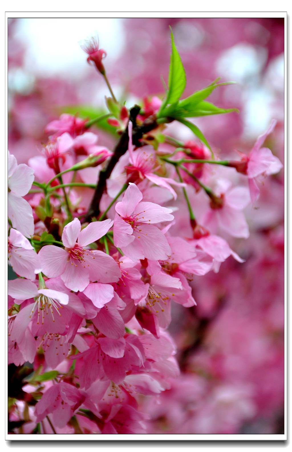 樱花品种(5):横滨绯樱识别要点及形态特征