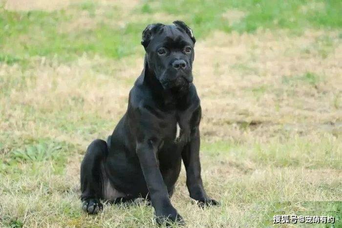 原创卡斯罗犬,猛犬界的大佬,有着全球"第一保镖犬"的殊荣