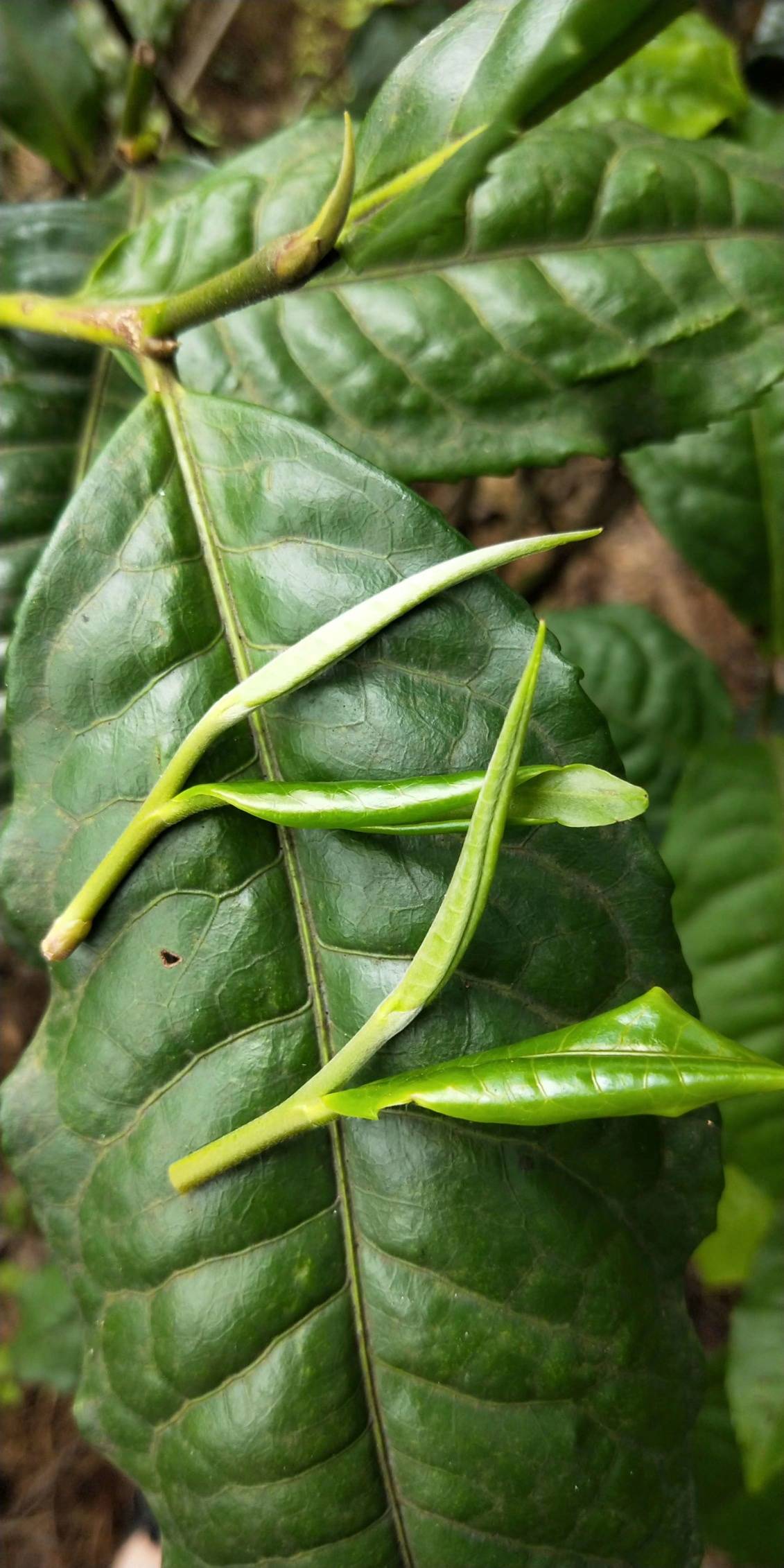 茶叶上的毫毛对茶叶品质有什么影响