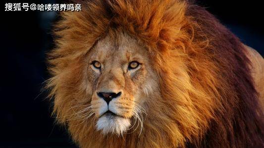 可是它小时候也是萌死人不偿命的那种