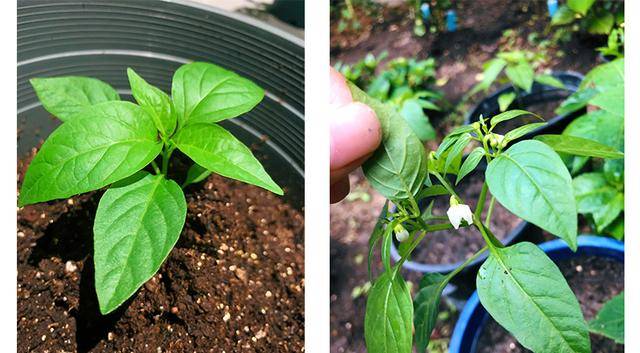 7月份可以种辣椒么如何种植让辣椒结的压满枝头