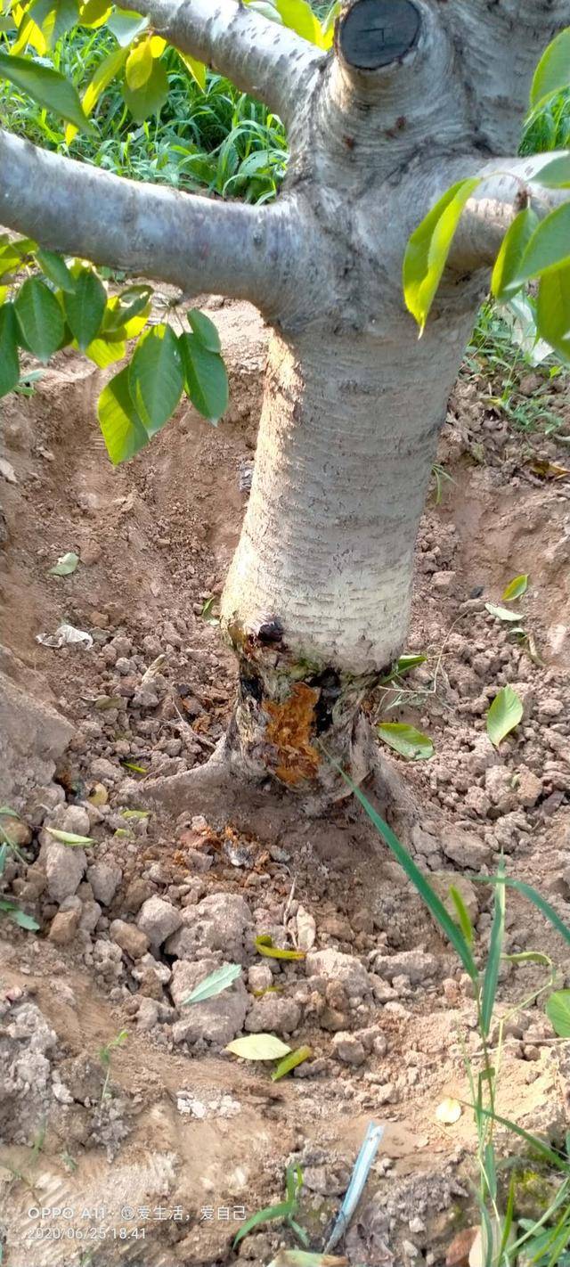 樱桃树茎基腐烂病的发病原因及防治方法