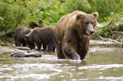 棕熊是怎么冬眠的?在捕食者眼中,冬眠的熊就是一坨"肥肉"吗