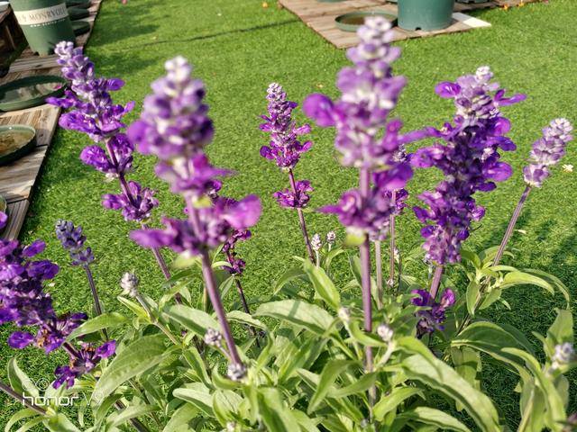 鼠尾草——美如紫色迷雾
