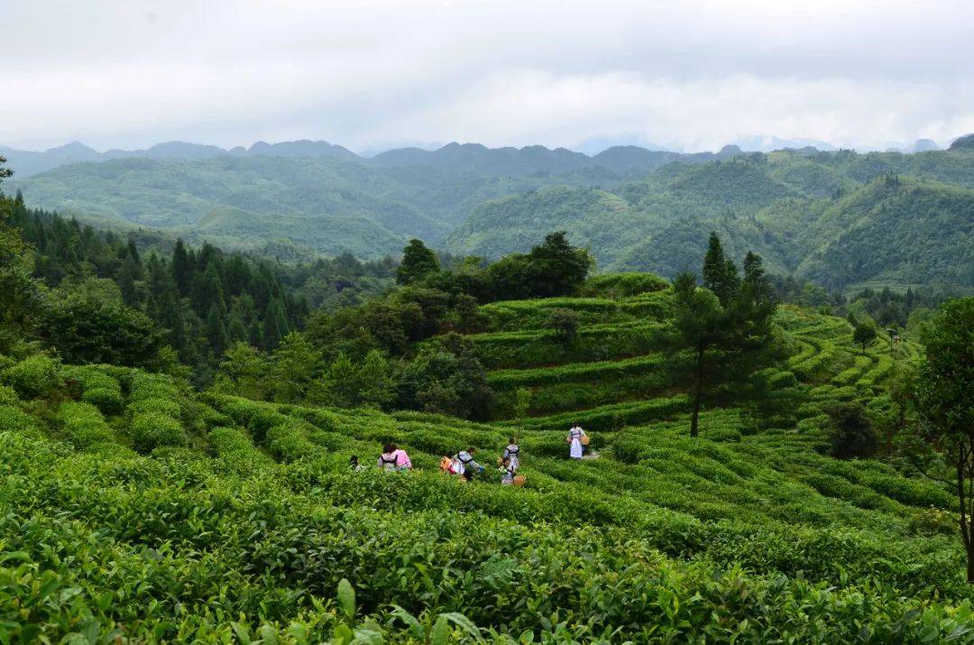 原创贵州大山有位煤老板,投资2亿耗时11年,把荒山变成了"宝山"
