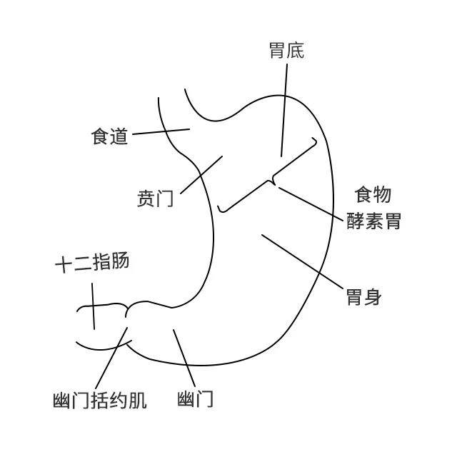 喝酵素减肥没用?酵素不能被身体直接吸收?你可拉倒吧.