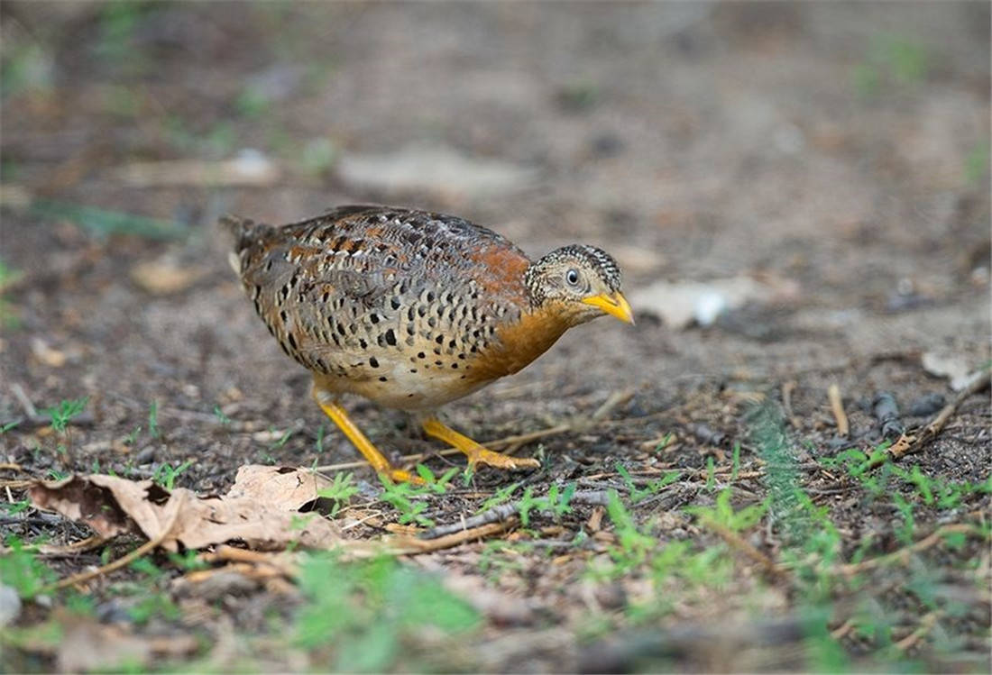 原创贵州发现一种黄脚的怪鸟,叫声低沉如牛叫,被误认为是"龙吟"