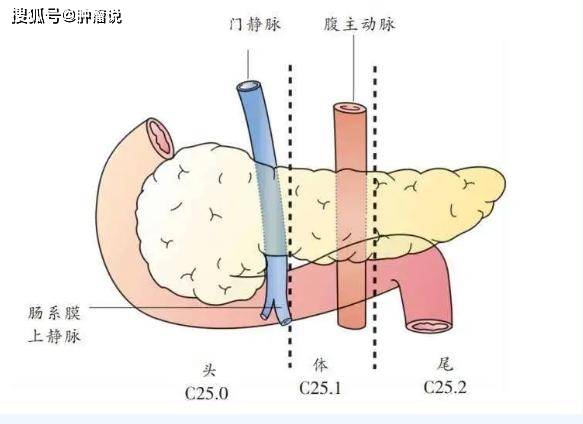 胰腺是人體最大的腺體,外形狹長,位於上腹區腹膜後,橫跨第1-2腰椎間