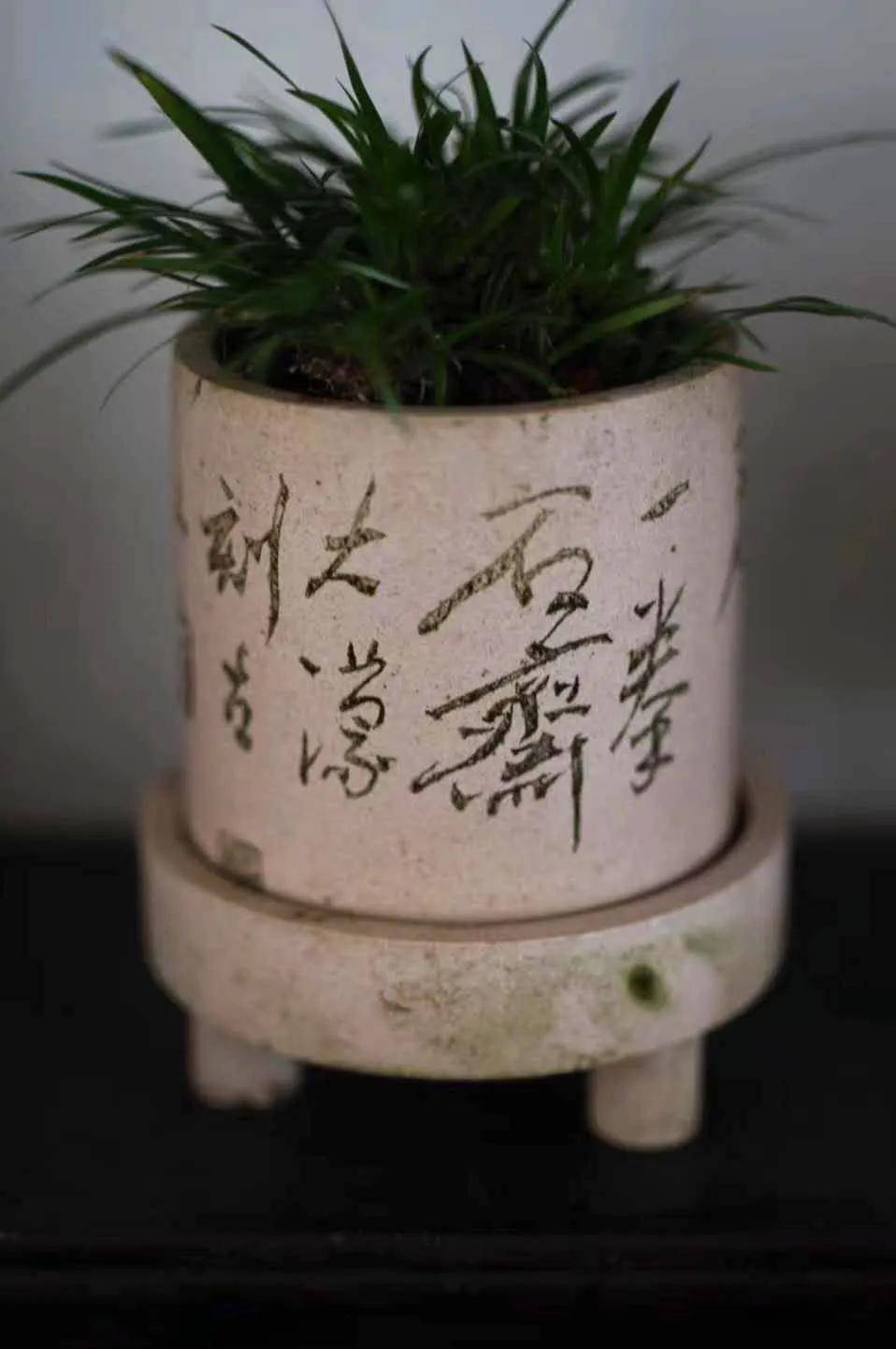 【王大蒙菖蒲研修课程】留一盆蒲香,享一刻安宁