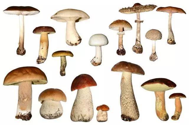 蘑菇记以科学的名义认识各种常见食用菌