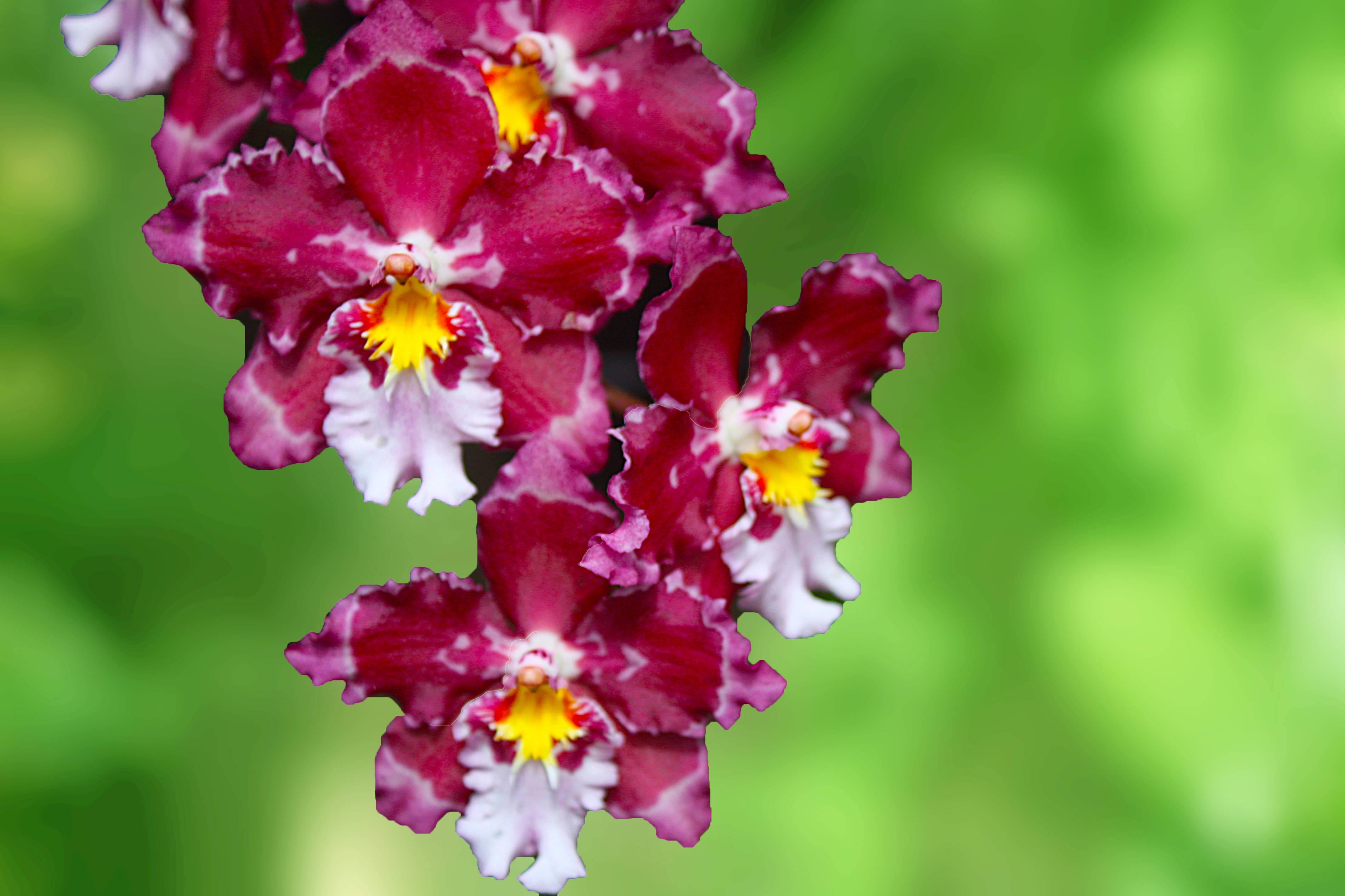 极品兰花鉴赏(一)