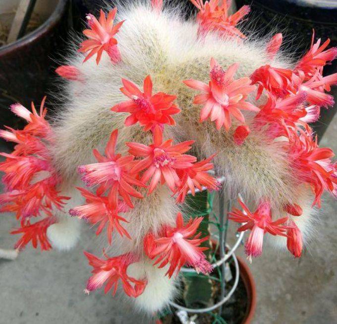 一种仙人掌,长出"猴尾巴",开出小红花,见过吗?
