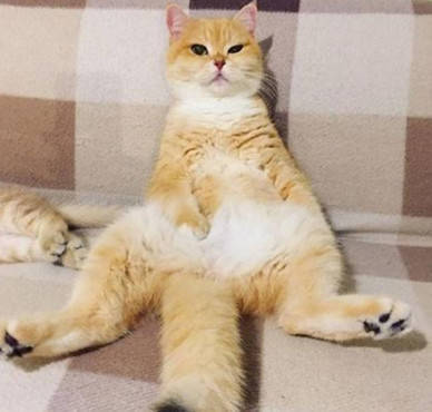 橘猫生了两只小猫咪,结果被两货折腾到累瘫,最后的这坐姿亮了