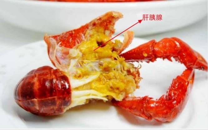 虾虾的解剖结构和蟹很接近,虾头中也有鲜美的肝胰腺,有时雌虾还能吃到