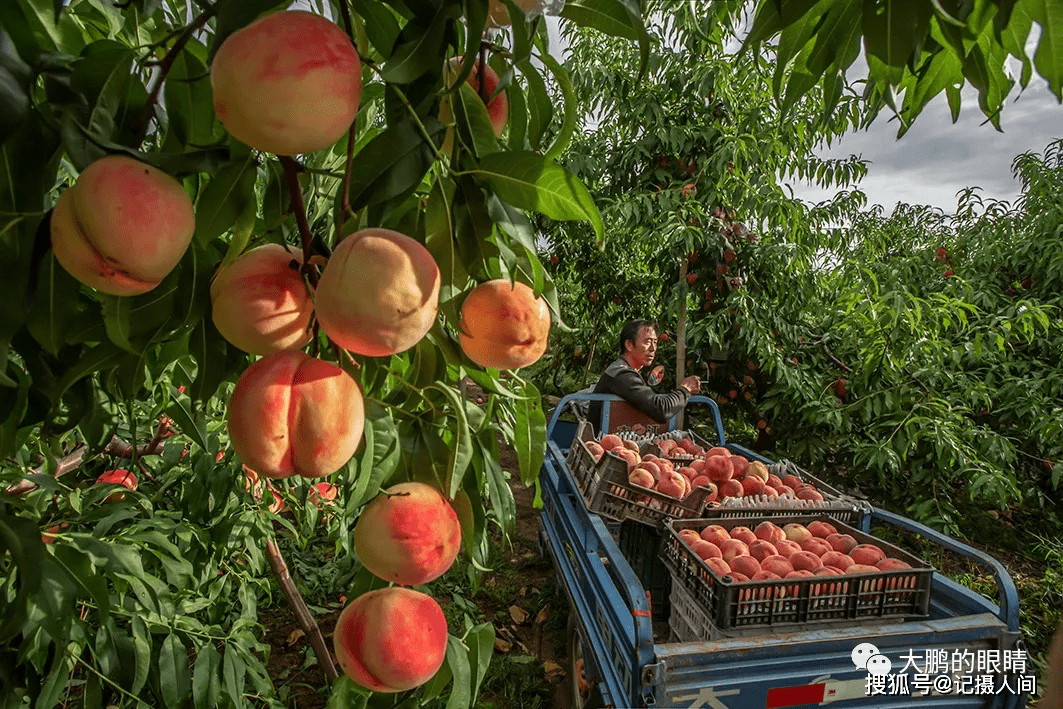 原创组图:直播带货助力农民增收,北京平谷鲜桃成今夏爆款时令水果