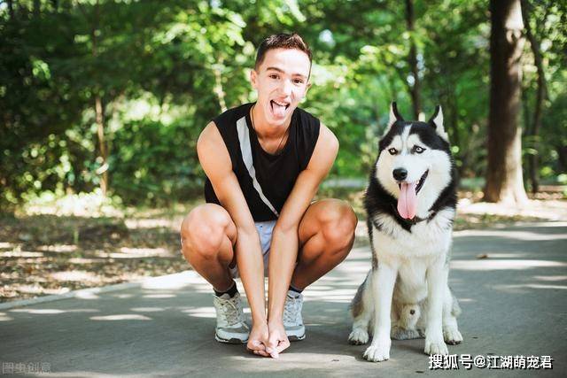 狗界“最帅”的6种狗狗,中国犬入围,帅得令人窒息_运动