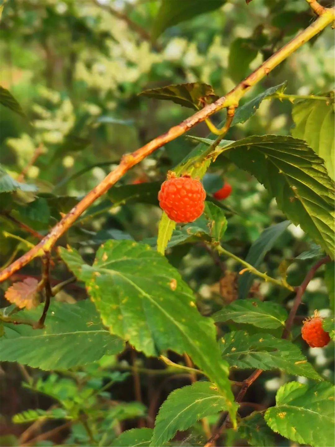 山谷野拾|大地的馈赠(小镇七月活动预告)