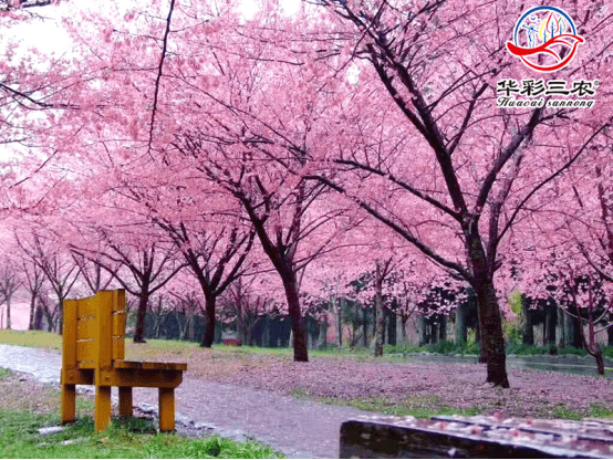 櫻花新品種紅粉佳人櫻紅粉佳人櫻小苗紅粉佳人櫻市場前景