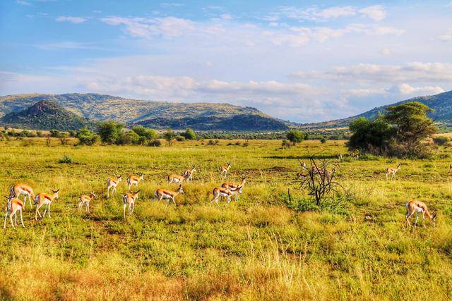 非洲的野生动物园,随时上演速度与激情,见证最残酷的自然法则_南非