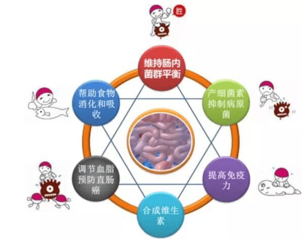 朵拉倍拉丨你不了解的乳酸菌?_人体