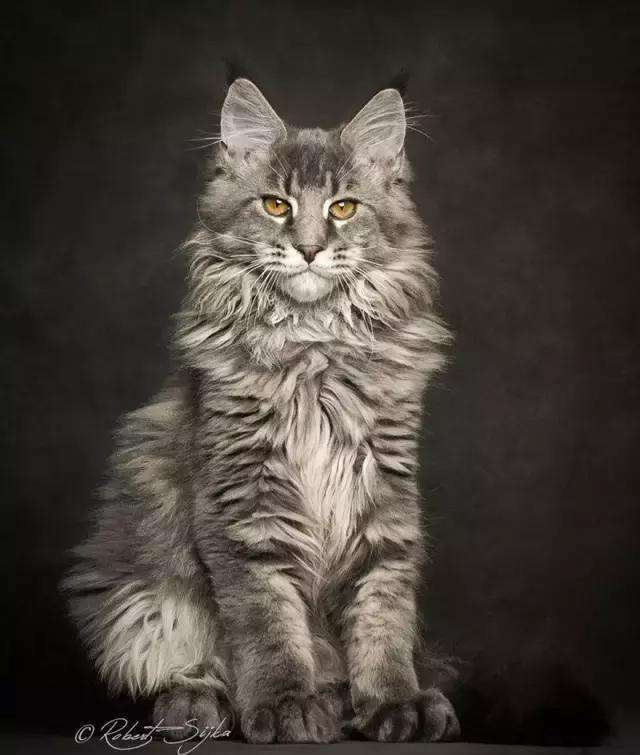 大型猫鉴别之缅因猫