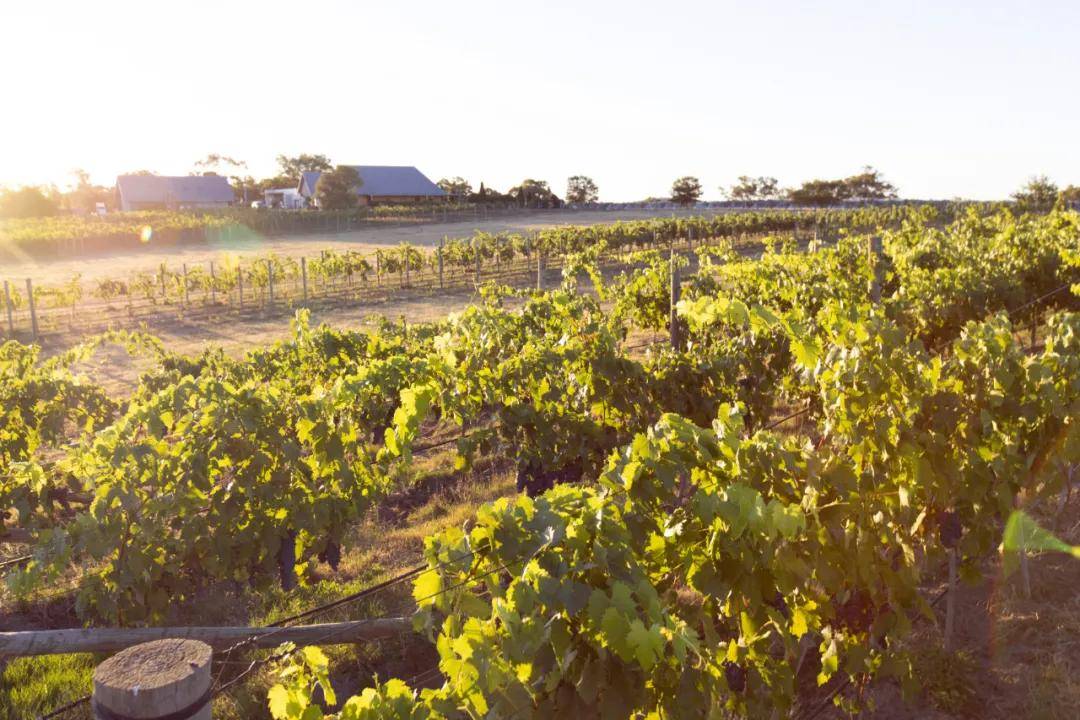 2020年澳大利亚酿酒葡萄收获报告