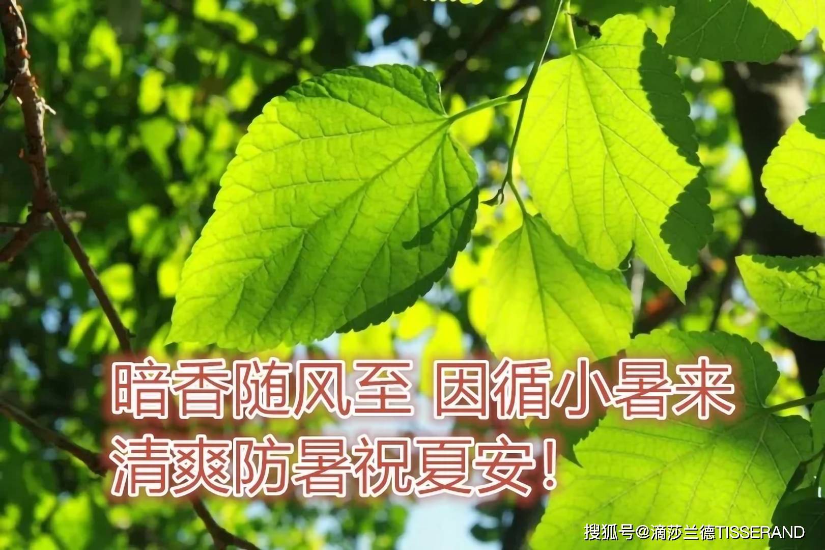 暗香随风至 因循小暑来清爽防暑祝夏安!