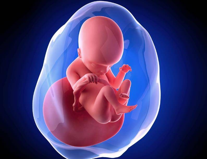 胎儿六个月的样子图片