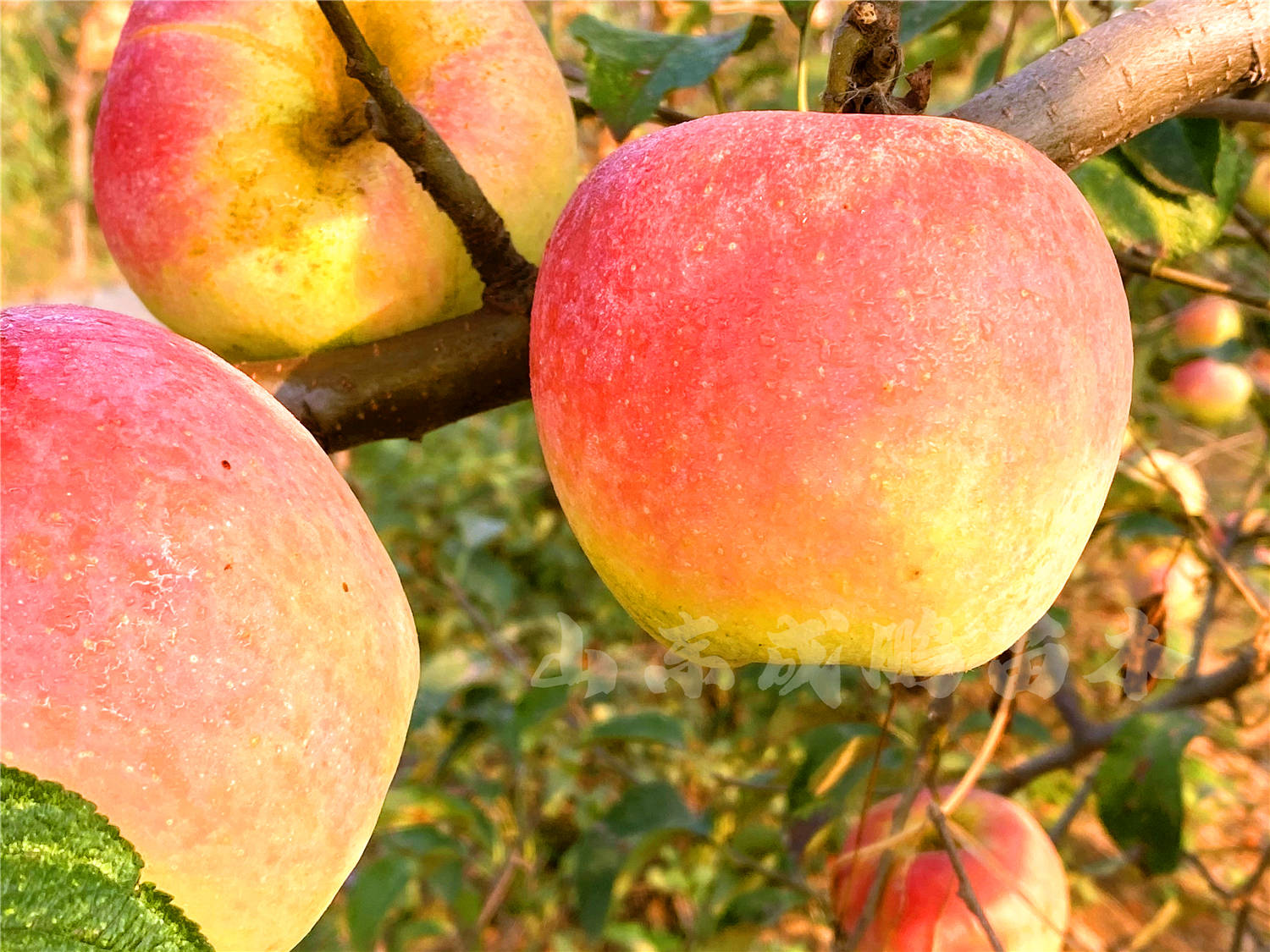 水蜜桃苹果苗新品种-王林苹果