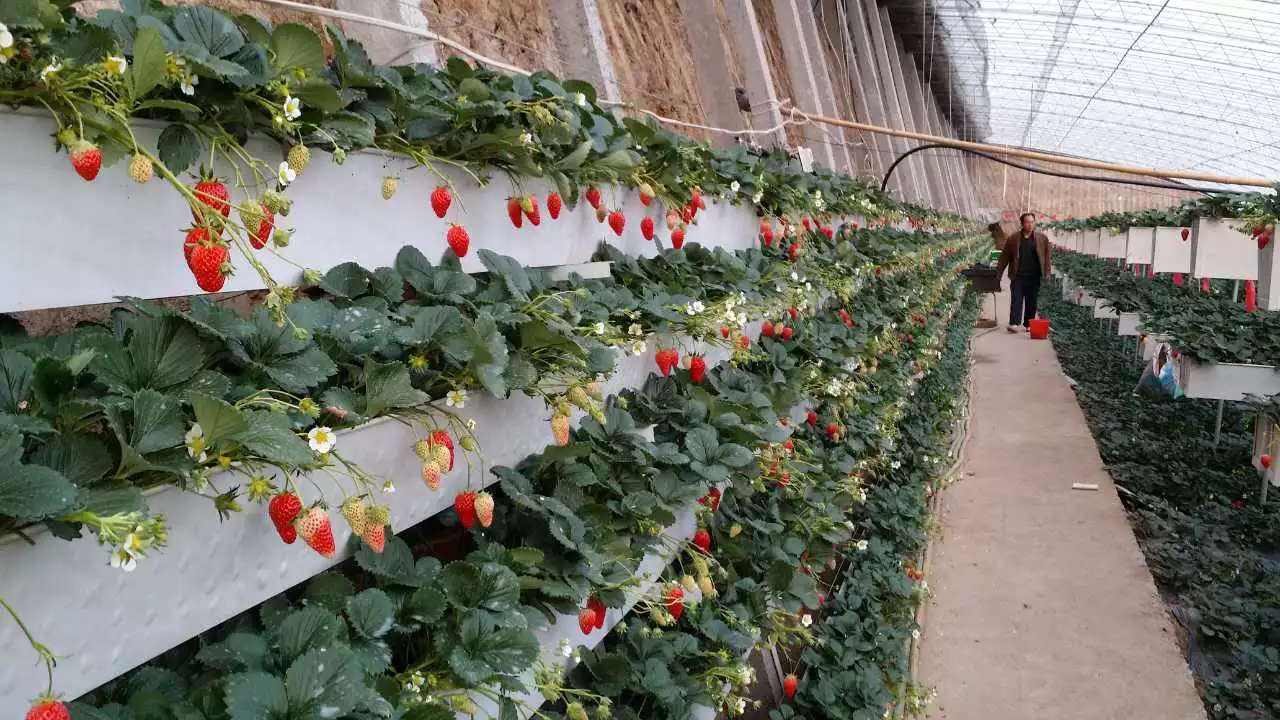 大棚草莓后墙立体栽培,如何投入2万?收益增收10倍,想了解吗?