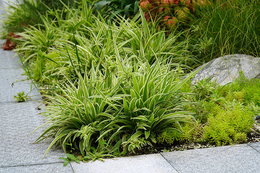 l形花境,主要运用了蒲苇,尤加利,百子莲,澳洲朱蕉等植物时代气息和