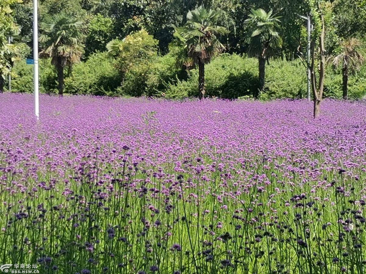 花海游不用东奔西跑,宝鸡城区渭河公园种植大片花海等你撩!