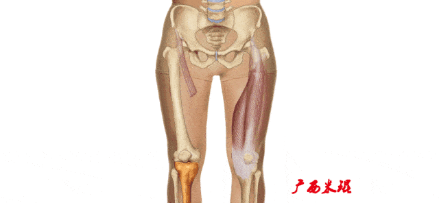 运动中扭伤膝关节?小心是前交叉韧带损伤