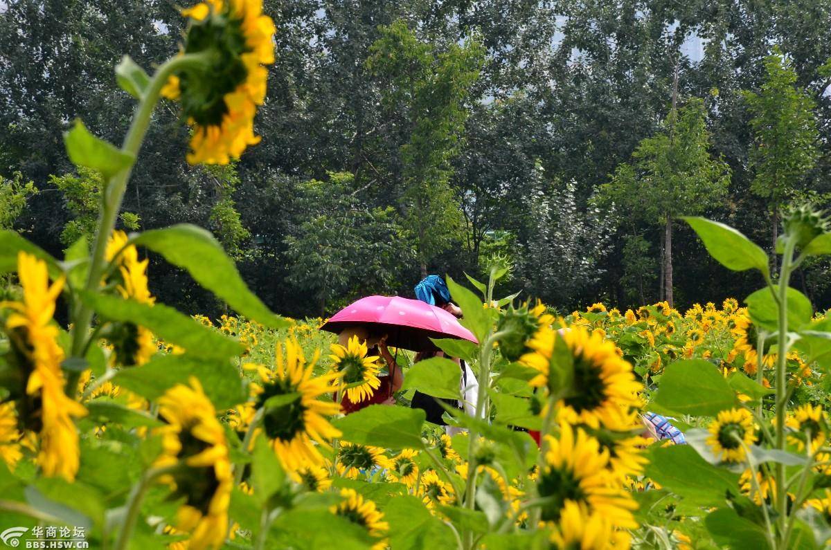 花海游不用东奔西跑,宝鸡城区渭河公园种植大片花海等你撩!