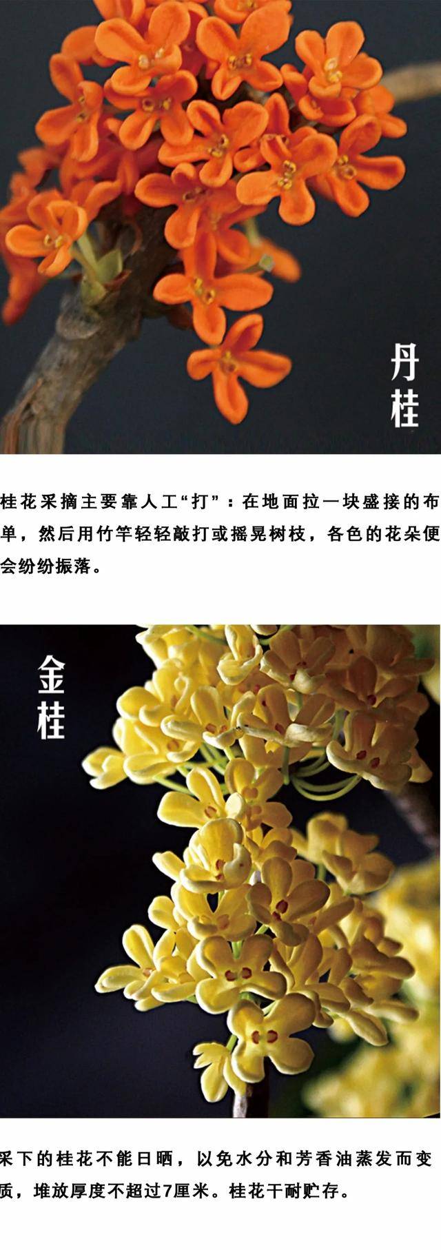 中国桂花之乡祝考生蟾宫折桂