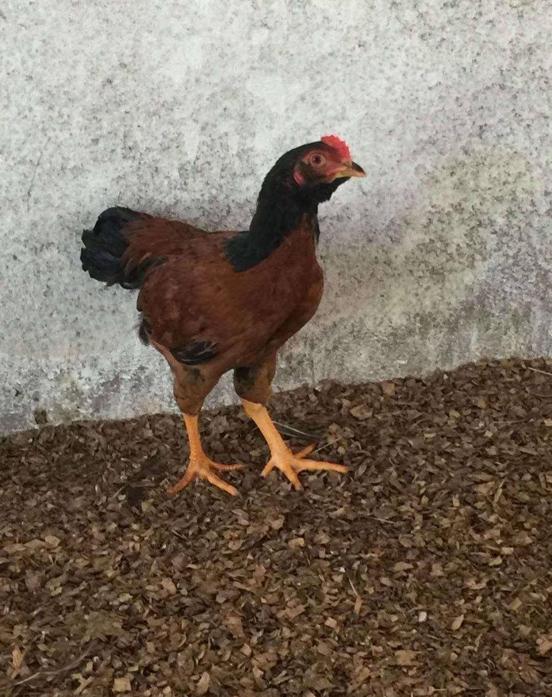 杂交斗鸡一直是养户们心中不折不扣的"财路挖掘机".何出此言?