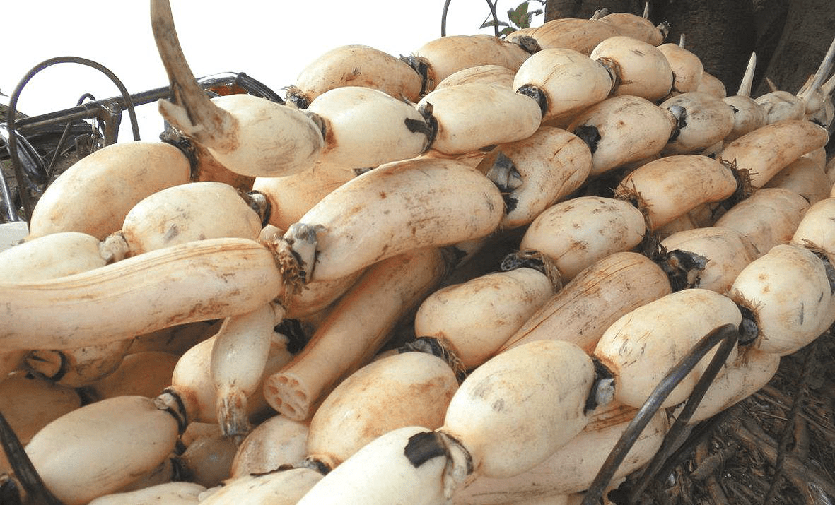 原创吃了20多年莲藕,才知道有七孔和九孔之分,知道后再也不会买错了