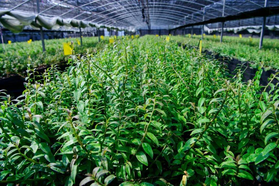 寿仙谷药业被评为2019年浙江省企业社会责任标杆企业_疫情