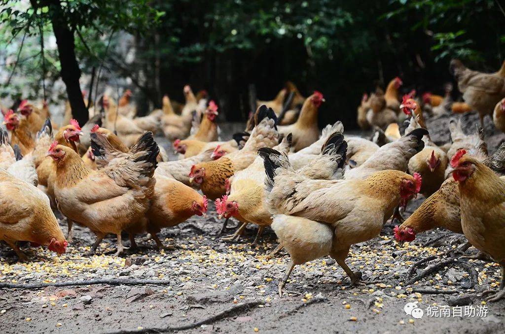 原创皖南农家村散养土鸡蛋,现捡新鲜谷物虫草喂养,正宗深山放养山林土