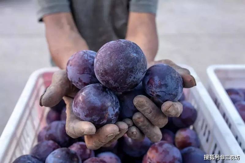 农产品"被滞销"盛行,真滞销无人问,消费者:太坏了,纯属坑人_水果