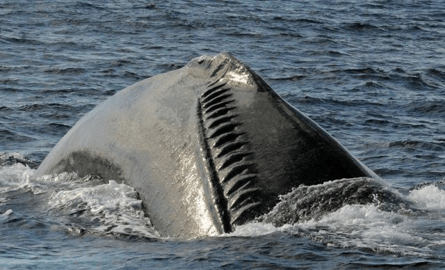 被螺旋桨打伤的鲸鱼图图片