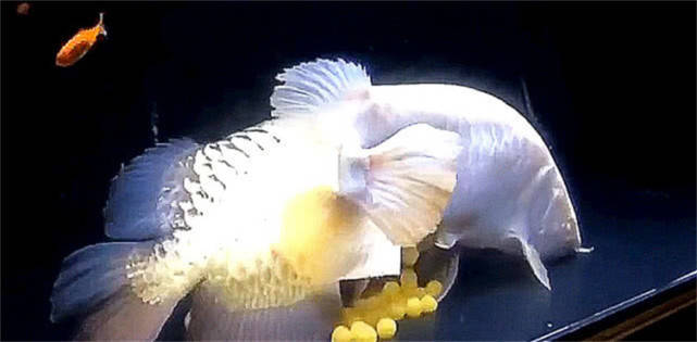 菩萨鱼产卵图片图片