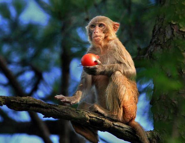 草木,饮涧泉,采山花,觅树果;与狼虫为伴,虎豹为群,獐鹿为友,猕猿为亲"