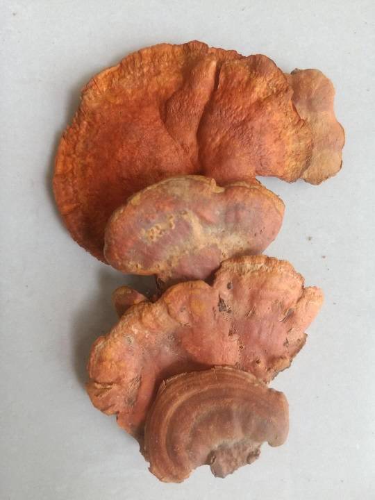 养肝护肝好帮手,朿品牌灵芝滋补以形补形