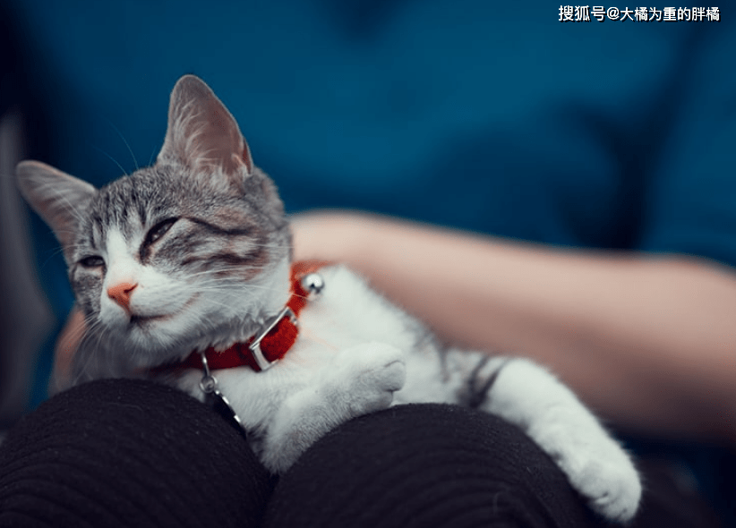 猫咪这5个部位要多“按摩”,增进彼此感情,每天至少坚持一分钟_肚子