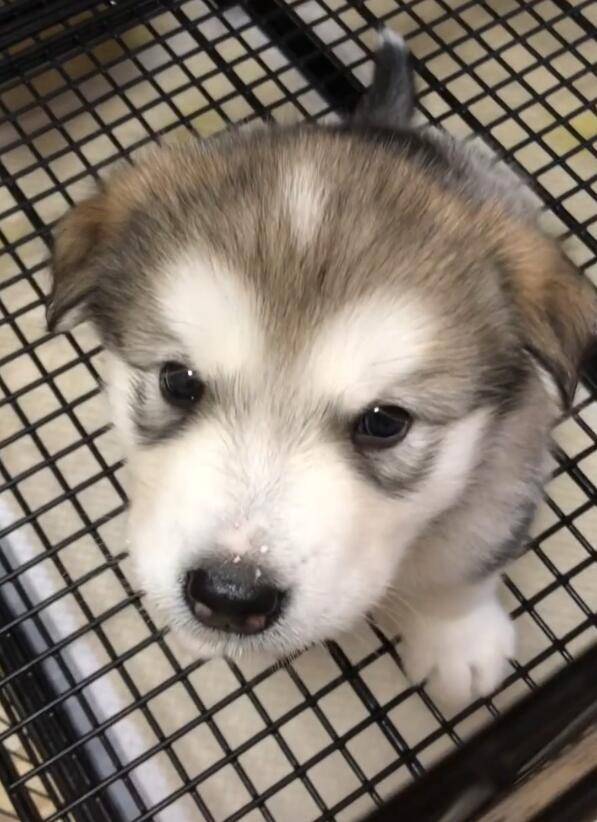 原创小二哈嘴巴没舔干净就对主人嗷呜,奶凶样让人萌化!