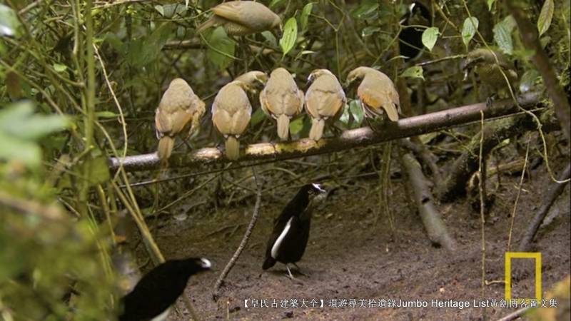 第1881回极乐鸟羽华美珍贵天堂鸟惹杀身之祸